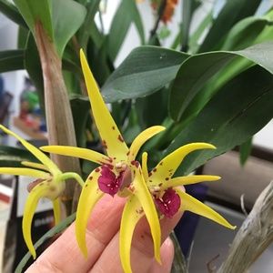 Real Yellow and red Orchid Dendrobium